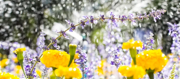 flower garden during sprinkler spraying water