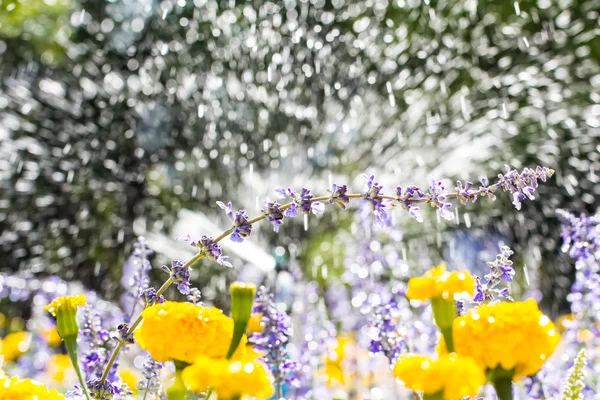 Imagem de belas flores — Fotografia de Stock