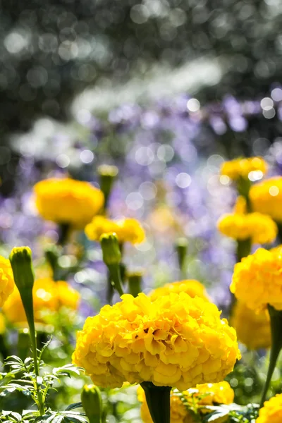 Желтые мариголды цветут в саду — стоковое фото