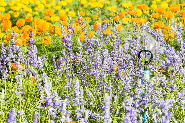 Close Up Beautiful Flowers — Stock Photo, Image