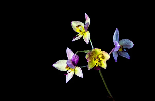 Orchideenblume auf schwarzem Hintergrund — Stockfoto