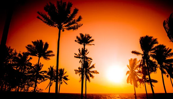 Φοίνικες σιλουέτα στο ηλιοβασίλεμα τροπική παραλία — Φωτογραφία Αρχείου