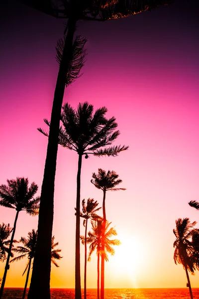 Palm trees silhouette on sunset tropical beach — Stock Photo, Image