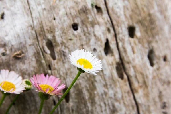 Schöne Blume auf Holzgrund — Stockfoto