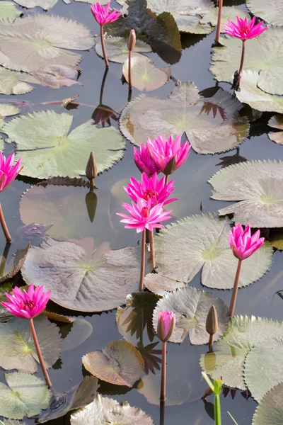 Flor de loto plantas —  Fotos de Stock