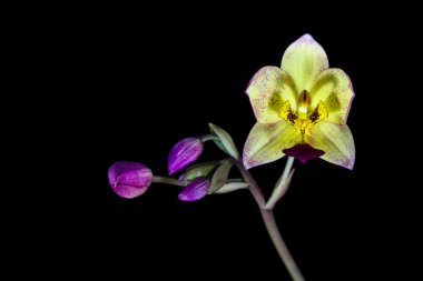 Siyah arkaplanda orkide çiçeği