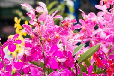 güzel orkide çiçek