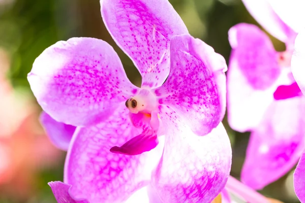 Schöne Orchideenblume — Stockfoto