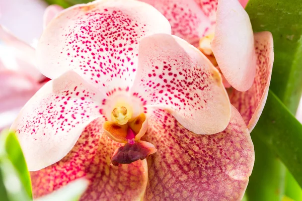 Schöne Orchideenblume — Stockfoto