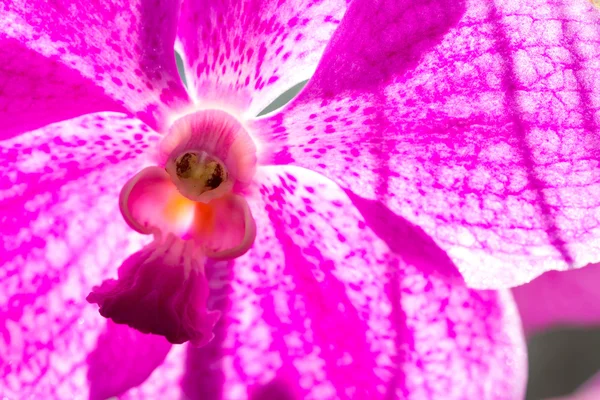 Bellissimo fiore di orchidea — Foto Stock