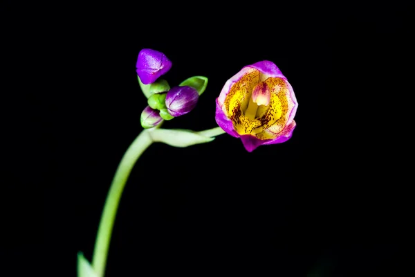 Orchidej květ na černém pozadí — Stock fotografie