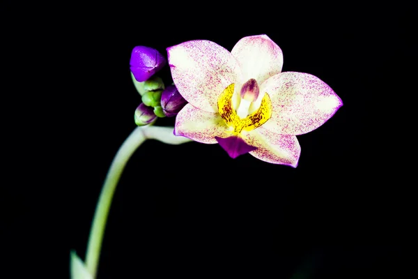 Flor de orquídea sobre fondo negro — Foto de Stock