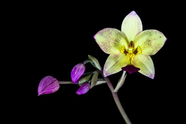 Orchideenblume auf schwarzem Hintergrund — Stockfoto