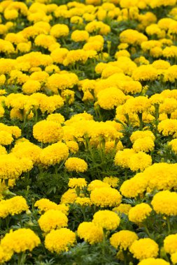 Sarı marigolds Çiçek bahçesinde