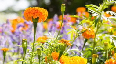 Sarı marigolds Çiçek bahçesinde