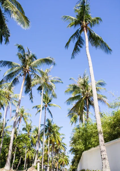 Kokosnussbaum unter blauem Himmel — Stockfoto