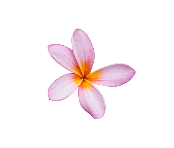 Flor frangipani (plumeria) sobre fondo blanco — Foto de Stock