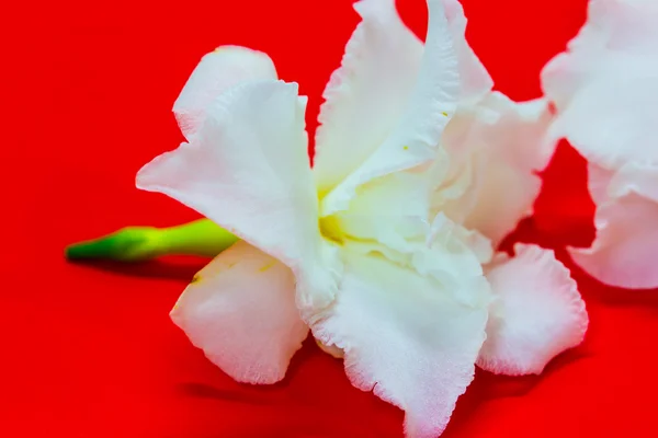 Flor branca isolada sobre um fundo vermelho — Fotografia de Stock