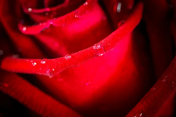 붉은 장미를 가까이 서 본 모습 — 스톡 사진