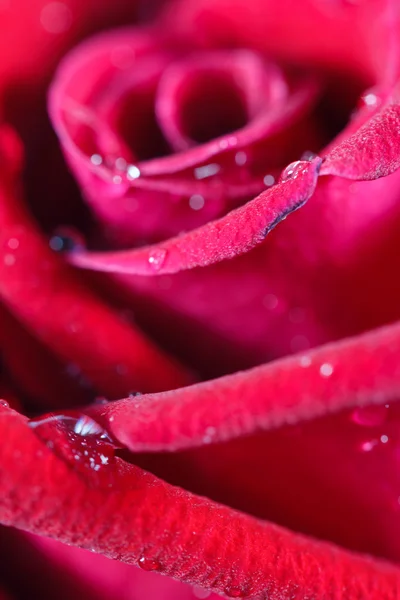 Capullo de rosa roja primer plano macro disparo con gotas de agua textura surfac — Foto de Stock