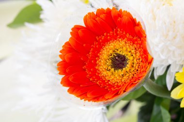 Turuncu gerbera çiçek