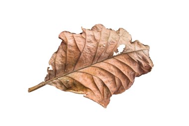 beyaz arkaplanda kuru yapraklar izole 