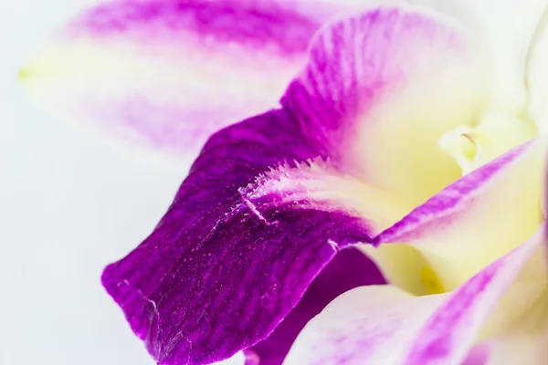 Zblízka květy orchidejí — Stock fotografie