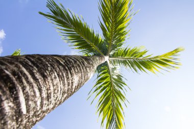 Hindistan cevizi hurma ağaçları perspektif görünüm