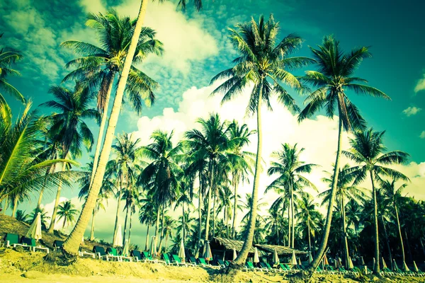 Palmen an der tropischen Küste, — Stockfoto