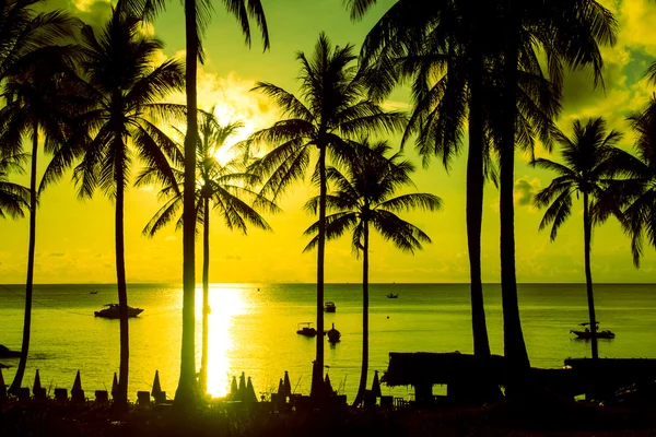 Palmen-Silhouette bei Sonnenuntergang auf tropischer Insel — Stockfoto