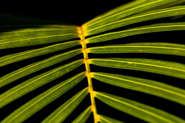 Hoja sobre fondo negro —  Fotos de Stock