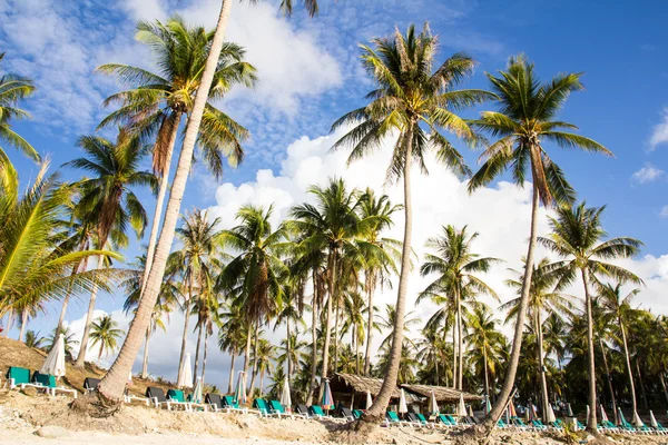 Palmen an der tropischen Küste — Stockfoto