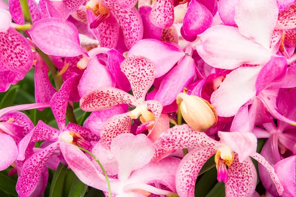 Rosa Orchidee Hintergrund — Stockfoto