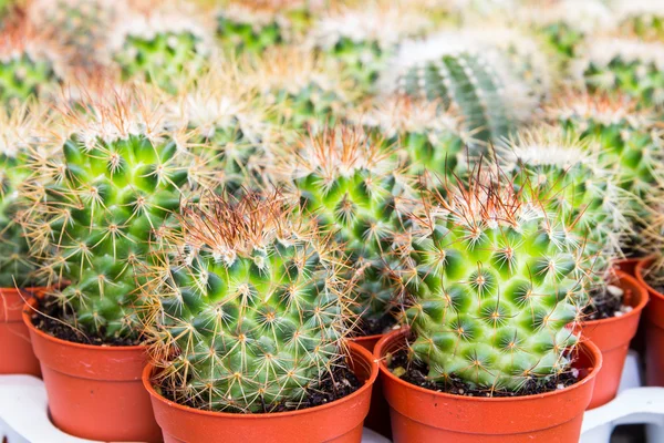 Cactus desert plant. — Stock Photo, Image