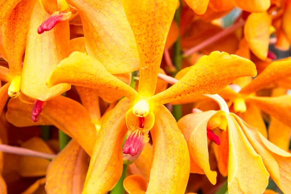 Close up yellow orchid — Stock Photo, Image