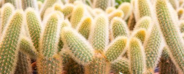 çöl kaktüsü tesisi.