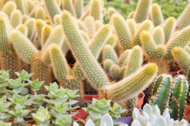 çöl kaktüsü tesisi.