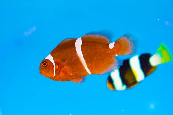 Peixe palhaço ou anêmona — Fotografia de Stock