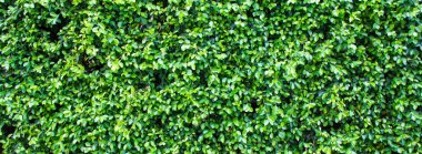 yaprak yeşil arka plan