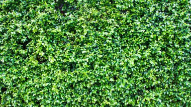 yaprak yeşil arka plan