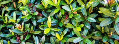 yaprak yeşil arka plan