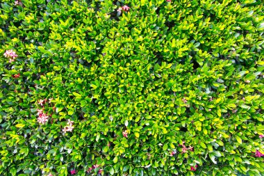 yaprak yeşil arka plan