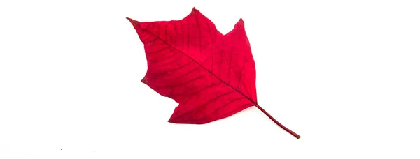 Rødt blad på hvit bakgrunn. – stockfoto
