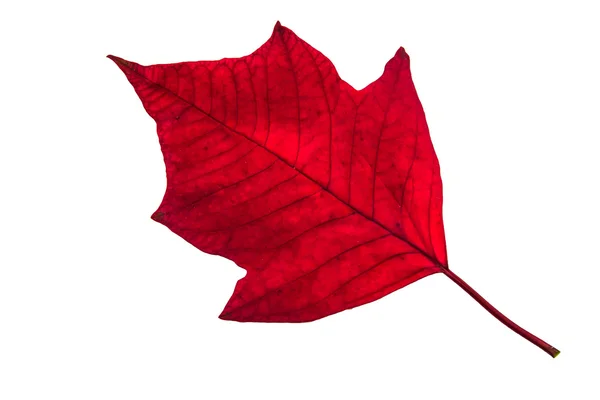 Rotes Blatt auf weißem Hintergrund. — Stockfoto