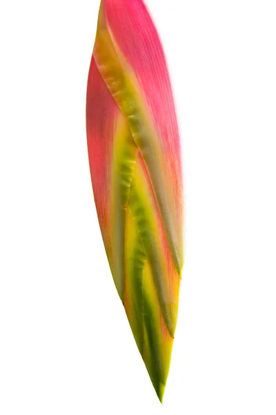 Beauty Heliconia isolated on white background — Stock Photo, Image