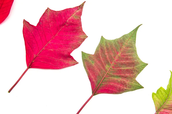 Red leaf on white background. — Stock Photo, Image