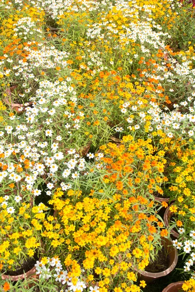 Field of beautiful flowers — Stock Photo, Image