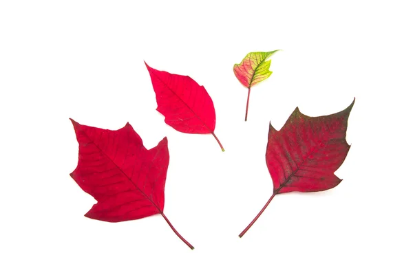 Hoja roja sobre fondo blanco —  Fotos de Stock