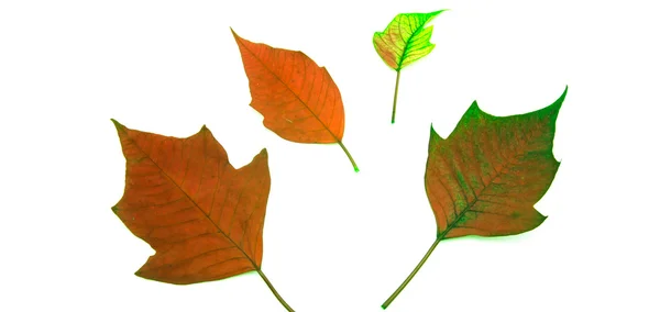 Red leaf on white background — Stock Photo, Image