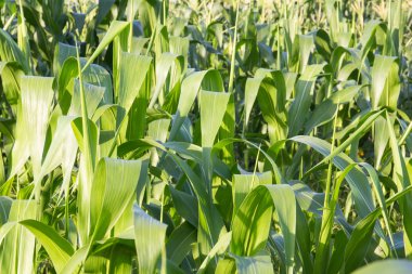 Mısır alanı kapatın 